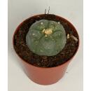 Lophophora williamsii - Peyote - Cactus peyotl -...