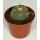 Lophophora williamsii - Peyote - Cactus peyotl - floraison, pot de 8,5cm