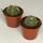 Lophophora williamsii - Peyote - Cactus peyotl - floraison, pot de 8,5cm