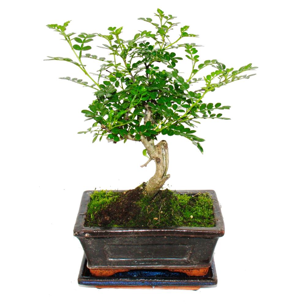 Szechuan Pfeffer Bonsai