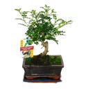 Bonsai Szechuan pepper - Zanthoxylum piperitum - approx....