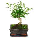 Bonsai Szechuan pepper - Zanthoxylum piperitum - approx. 6 years - spherical shape