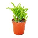 Succulent plant - Crassula lycopodioides - mouse tail - in 5.5cm pot