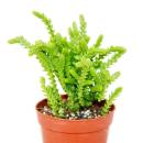 Succulent plant - Crassula lycopodioides - mouse tail - in 5.5cm pot