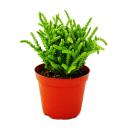 Succulent plant - Crassula lycopodioides - mouse tail - in 8,5cm pot