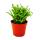 Plante succulente - Crassula lycopodioides - queue de souris - en pot de 8,5cm