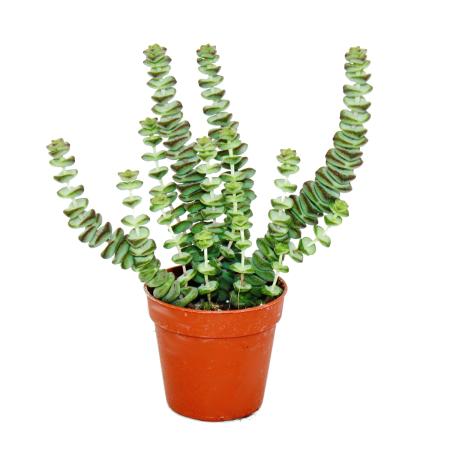 Succulent - Crassula Hottentot - Rock thick leaf - in 8,5cm pot
