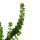 Succulent - Crassula Hottentot - Rock thick leaf - in 8,5cm pot