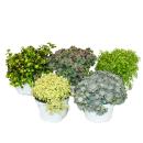 5 different winterhardy sedum plants - varied color play 10,5cm pot