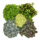 5 different winterhardy sedum plants - varied color play...