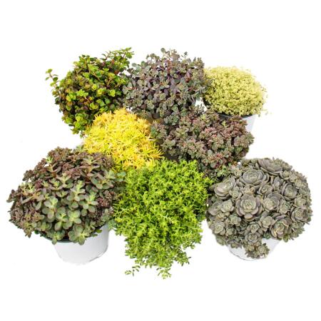 8 winterhardy sedum plants - varied color play 10,5cm pot