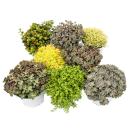8 plantes Hardy Sedum - orpin - jeu de couleurs vari&eacute;