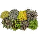 8 plantes Hardy Sedum - orpin - jeu de couleurs varié