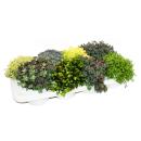 8 winterhardy sedum plants - varied color play 10,5cm pot
