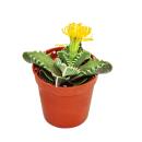 Faucaria tigrina - Tigerrachen - im 8,5cm Topf