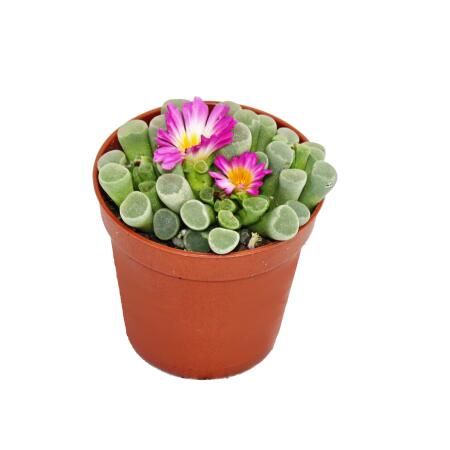 Frithia pulchra - feuille de fenêtre - dans un pot de 10,5 cm