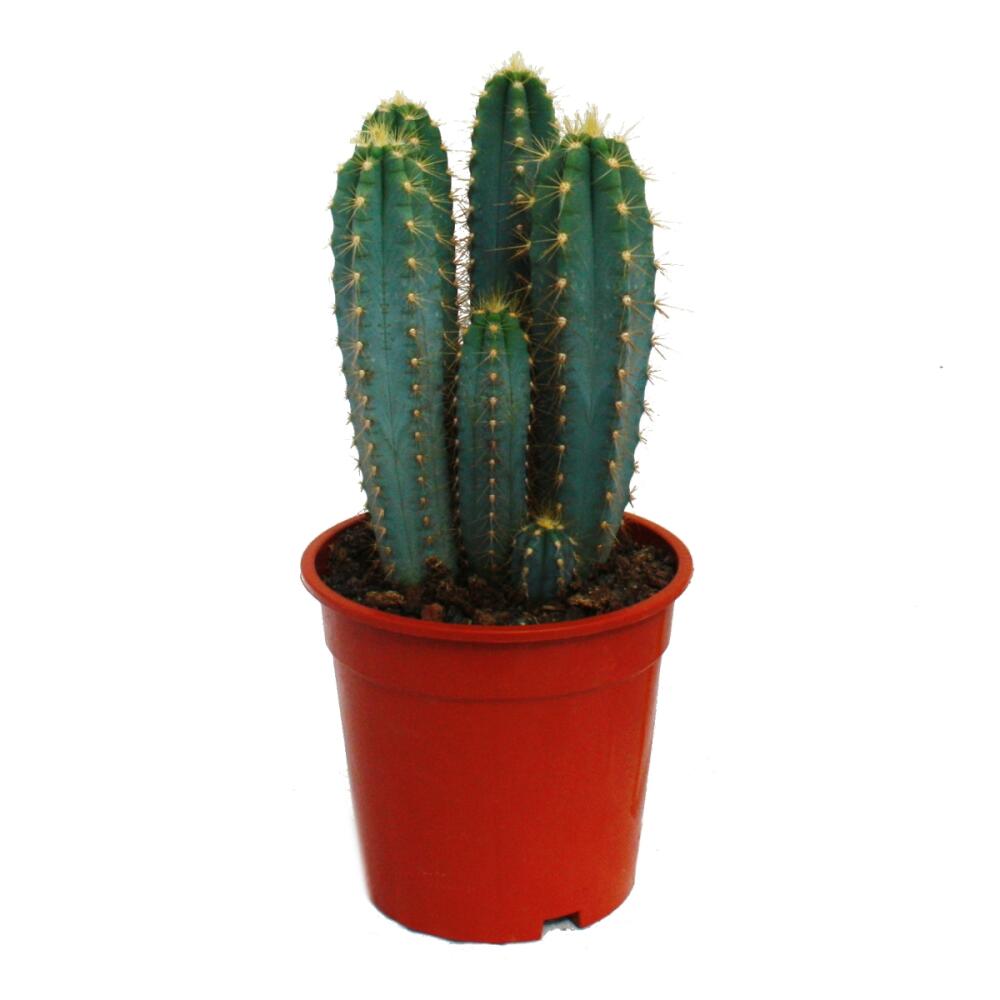 echinopsis kaktus Echinopsis Oxygona Cactus Live Plant