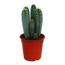 Großer blauer Säulenkaktus - Pilosocereus...