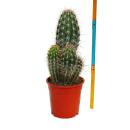 Großer blauer Säulenkaktus - Pilosocereus azureus - 17cm Topf