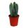 Großer blauer Säulenkaktus - Pilosocereus azureus - 17cm Topf