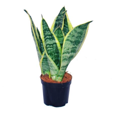 Sansevieria trifasciata - yellow-green bow hemp - 9cm pot