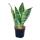 Sansevieria trifasciata - yellow-green bow hemp - 9cm pot