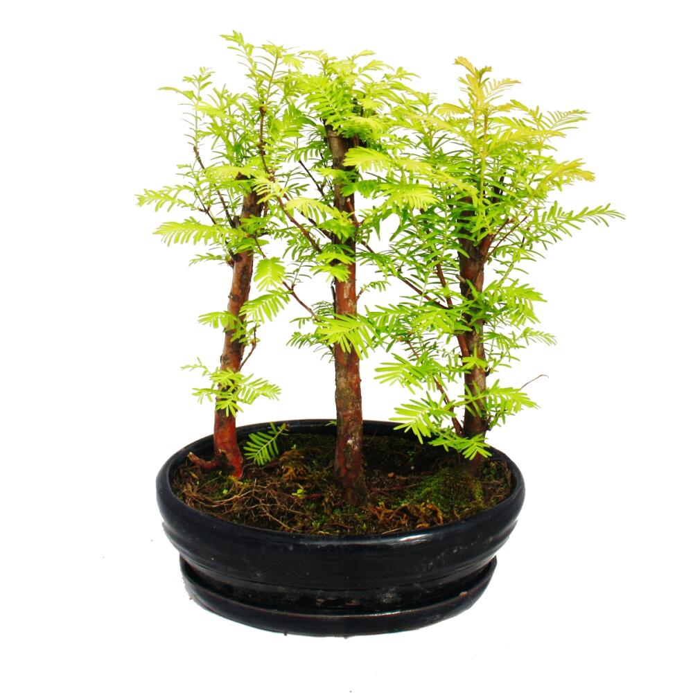 Outdoor bonsai Metasequoia glyptostroboides small forest with 3 p