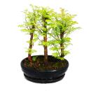 Outdoor-Bonsai - Metasequoia glyptostroboides - kleiner...