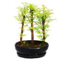 Outdoor bonsai - Metasequoia glyptostroboides - small...