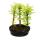 Outdoor bonsai - Metasequoia glyptostroboides - small forest with 3 plants