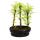 Outdoor bonsai - Metasequoia glyptostroboides - small forest with 3 plants