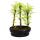 Outdoor bonsai - Metasequoia glyptostroboides - small forest with 3 plants