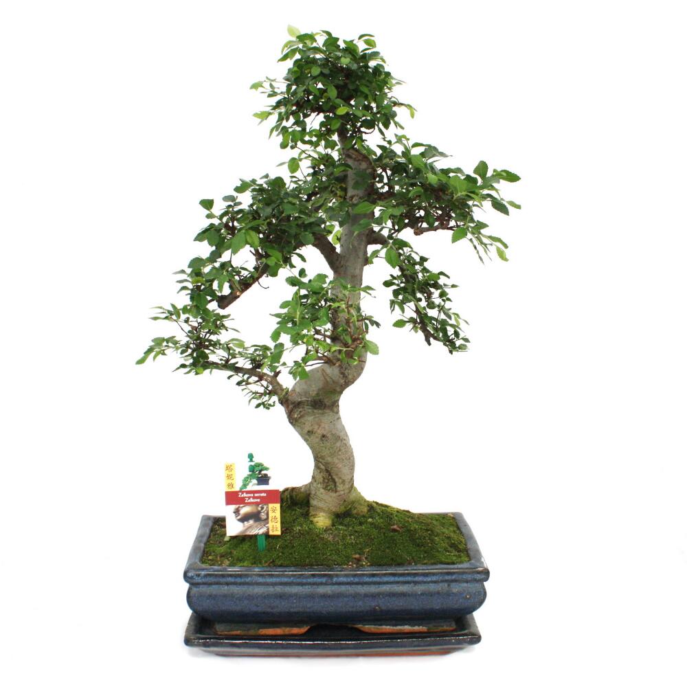 Chinesischer Pfeffer Bonsai Bonsai Szechuan-Pfeffer (Zanthoxylum Piperitum)  Ca. 8 Jahre  Geschenkset Mit Dnger, Schere & Pflegebroschre