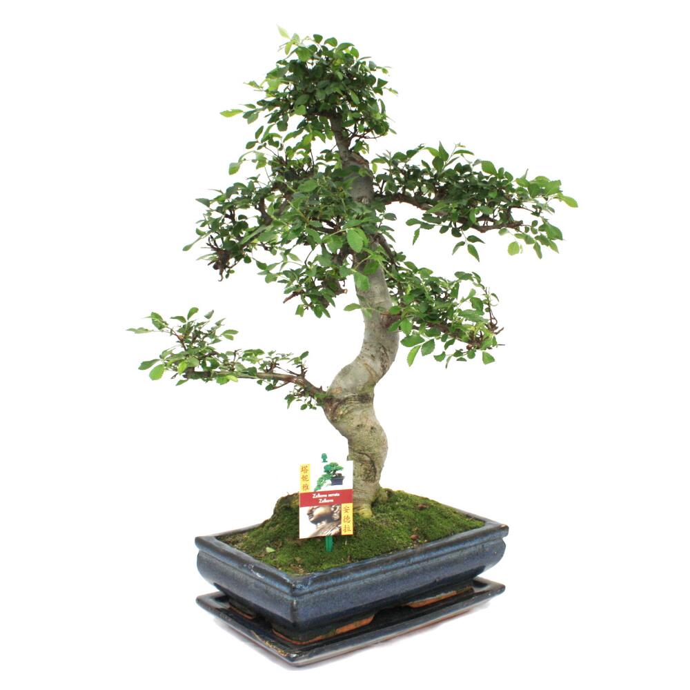 Chinesische Ulme Bonsai