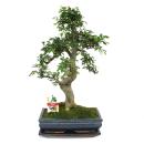 Bonsai Chinese elm - Ulmus parviflora - 12-15 years