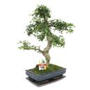 Bonsai Chinese elm - Ulmus parviflora - 12-15 years