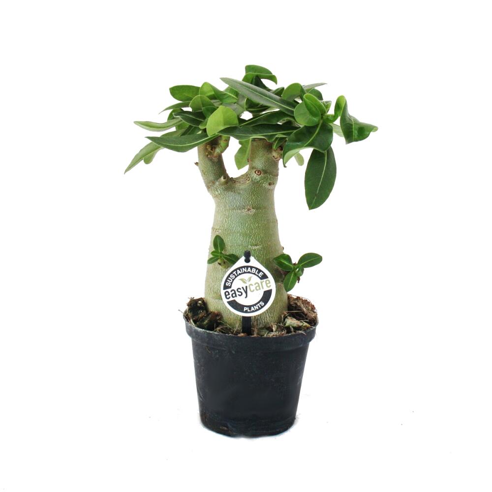 Kleine Wstenrose, Adenium, berraschungsfarbe, 16cm Topf