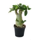 Desert Rose - Adenium obesum - Surprise-Colour, 16cm Pot