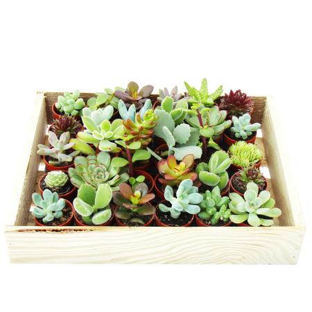 Mini Succulents 3 5cm Pot Wooden Box, Mini Succulent Garden