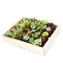 Mini-Succulents 3.5cm pot - wooden box with 30 plants