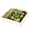 Mini succulentes 3,5cm pot - boîte en bois avec 30...