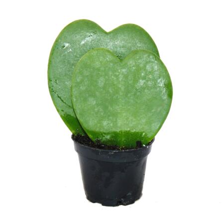 Hoya kerii - plante feuille coeur, plante coeur ou petite chérie - double coeur en pot de 6cm