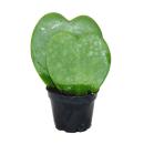 Hoya kerii - Herzblatt-Pflanze, Herzpflanze oder Kleiner...