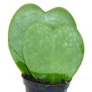 Hoya kerii - Herzblatt-Pflanze, Herzpflanze oder Kleiner Liebling - Doppelherz im 6cm Topf