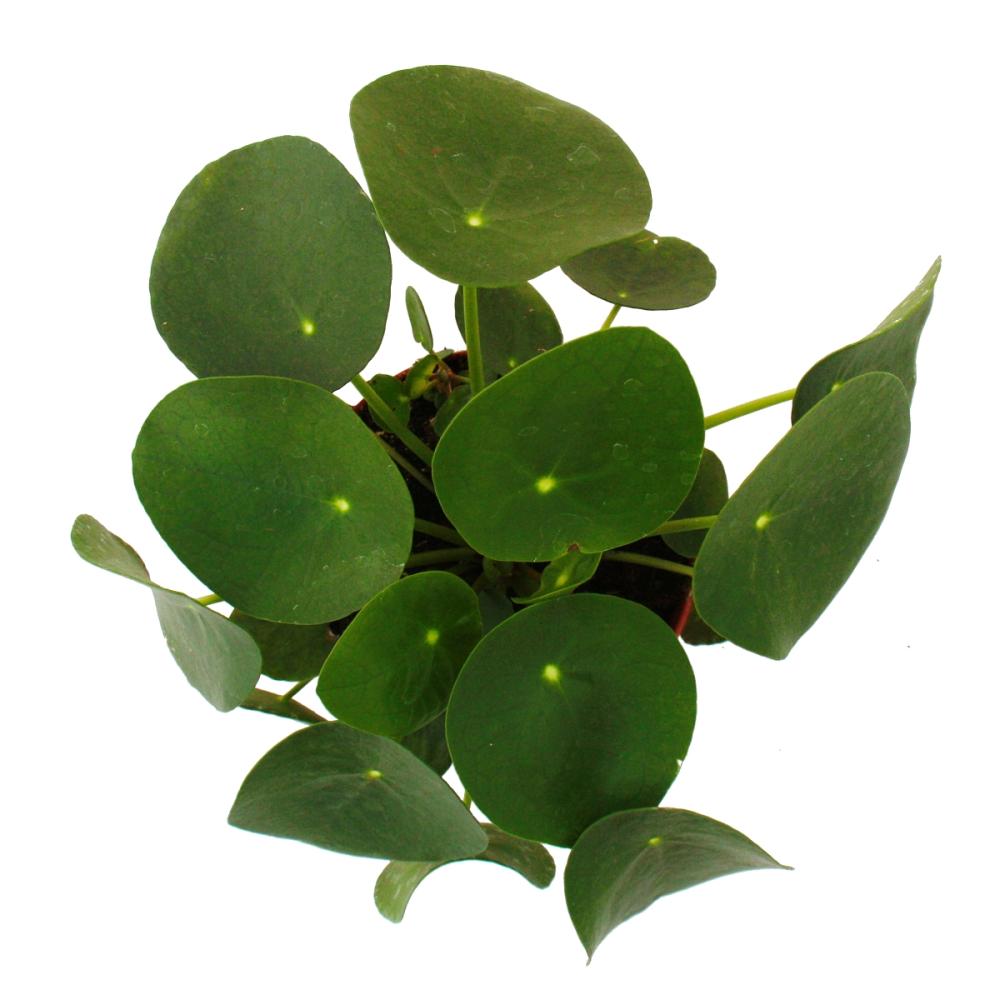 Bauchnabelpflanze im 11cm Topf Gl/ückstaler Pilea peperomioides Chinesischer Geldbaum