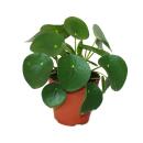 Pilea Peperomioides - Lefse Plant - Chinesise Money Tree - Belly Button Plant in a 11cm pot