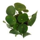 Pilea peperomioides - Gl&uuml;ckstaler - Chinesischer Geldbaum - Bauchnabelpflanze im 11cm Topf