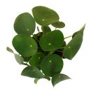 Pilea peperomioides - Glückstaler - Chinesischer Geldbaum - Bauchnabelpflanze im 11cm Topf