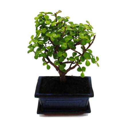Bonsai - Portulacaria afra - Jadebaum - Afrikanischer Elefantenbaum -