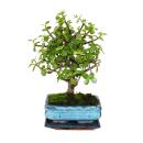 Bonsaï - Portulacaria afra - Arbre de jade - Arbre à éléphant dAfrique - environ 4-5 ans - forme sphérique